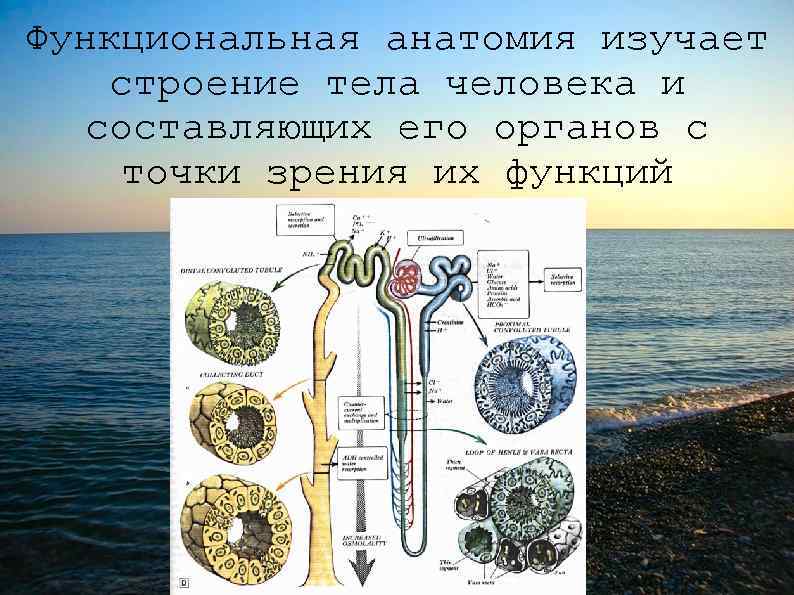 Функциональная анатомия изучает строение тела человека и составляющих его органов с точки зрения их