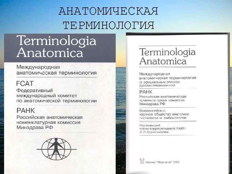 АНАТОМИЧЕСКАЯ ТЕРМИНОЛОГИЯ 