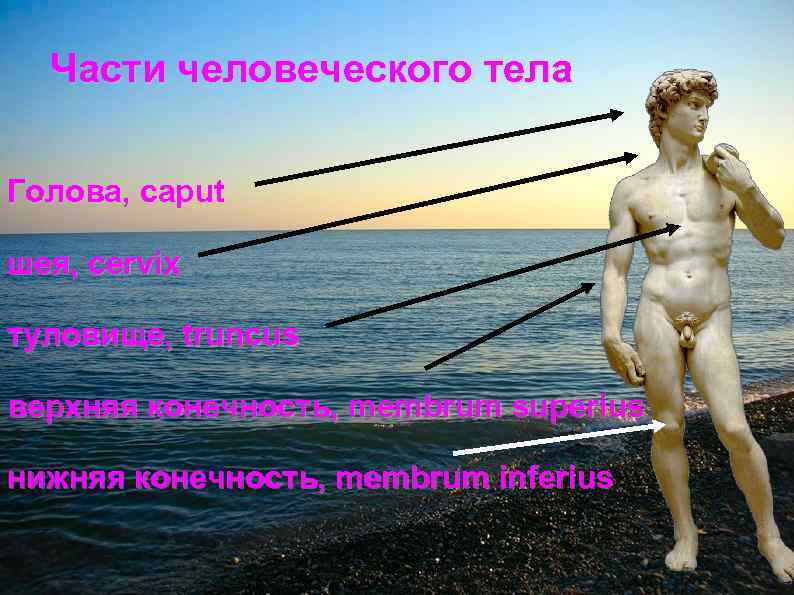 Части человеческого тела Голова, caput шея, cervix туловище, truncus верхняя конечность, membrum superius нижняя