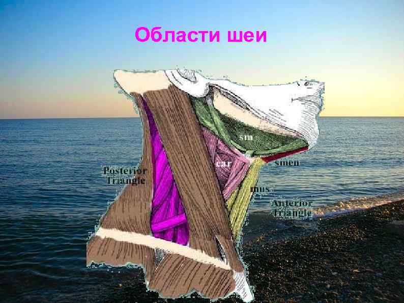 Области шеи 