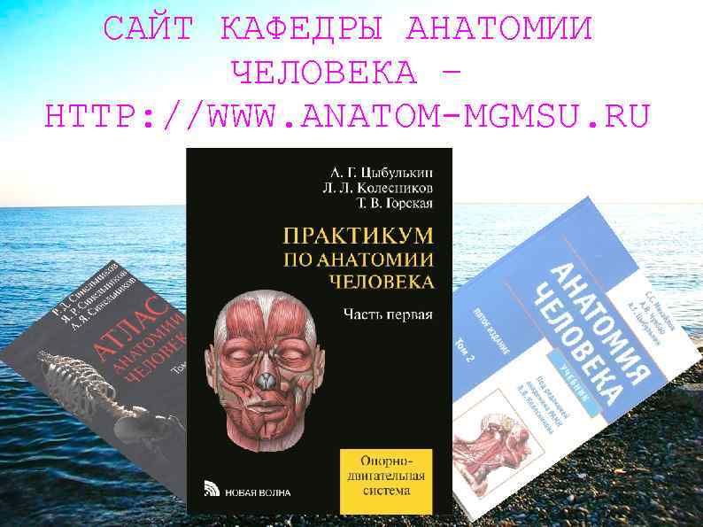 САЙТ КАФЕДРЫ АНАТОМИИ ЧЕЛОВЕКА – HTTP: //WWW. ANATOM-MGMSU. RU 