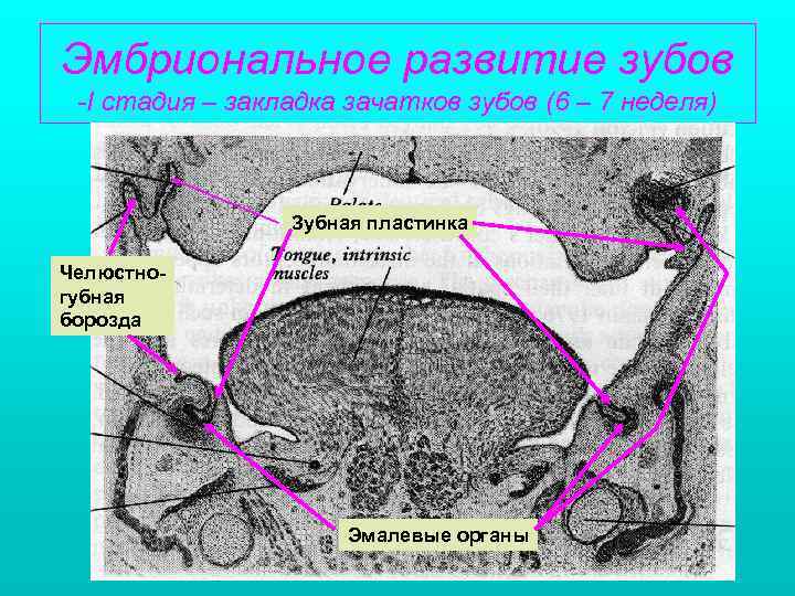 Рентгенологическая картина зубов и их зачатков на различных этапах формирования