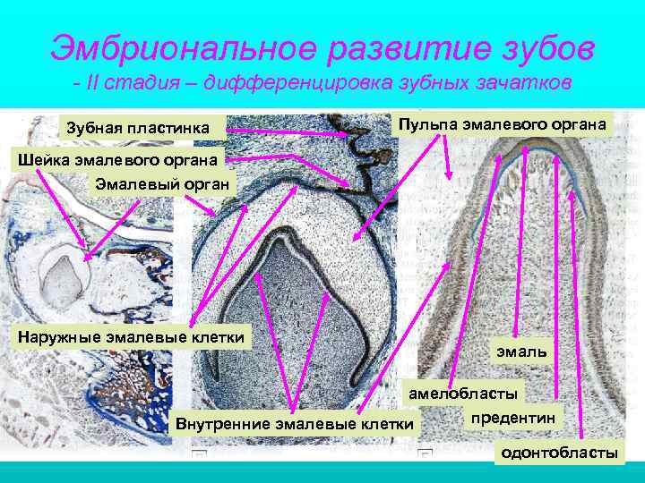 Зачатки