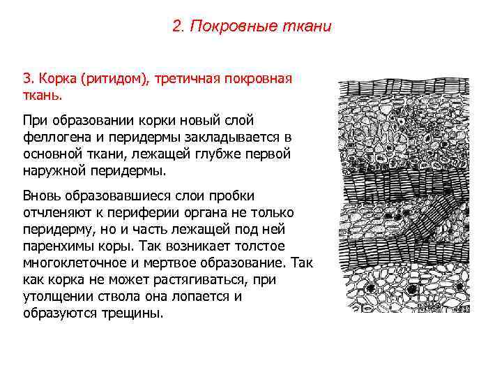 2. Покровные ткани 3. Корка (ритидом), третичная покровная ткань. При образовании корки новый слой