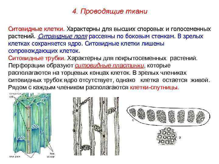 4. Проводящие ткани Ситовидные клетки. Характерны для высших споровых и голосеменных растений. Ситовидные поля
