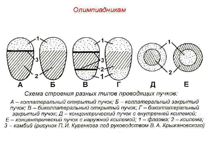 Олимпиадникам 