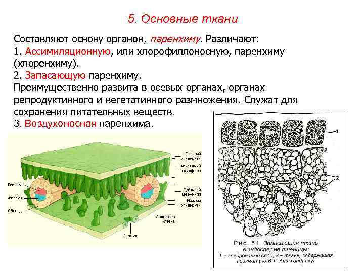 5. Основные ткани Составляют основу органов, паренхиму. Различают: 1. Ассимиляционную, или хлорофиллоносную, паренхиму (хлоренхиму).