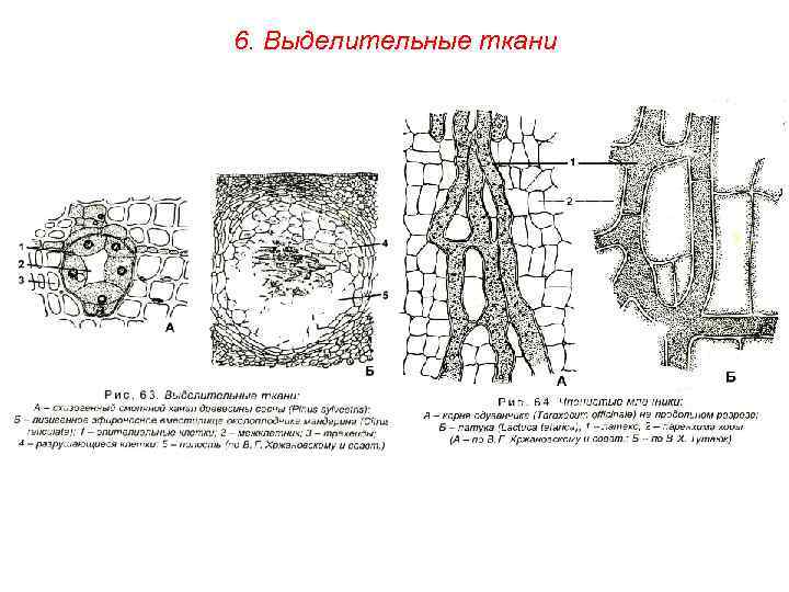 6. Выделительные ткани 