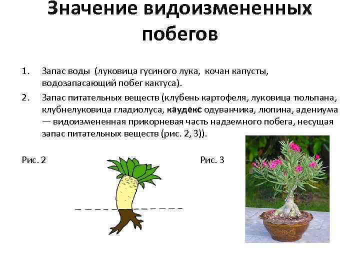 Значение видоизмененных побегов 1. 2. Запас воды (луковица гусиного лука, кочан капусты, водозапасающий побег