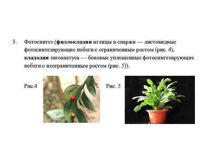 3. Фотосинтез (филлокладии иглицы и спаржи — листовидные фотосинтезирующие побеги с ограниченным ростом (рис.
