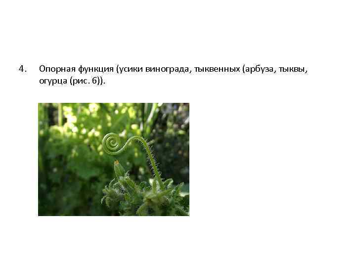 4. Опорная функция (усики винограда, тыквенных (арбуза, тыквы, огурца (рис. 6)). 