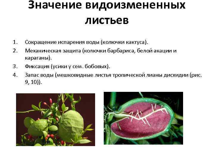 Значение видоизмененных листьев 1. 2. 3. 4. Сокращение испарения воды (колючки кактуса). Механическая защита