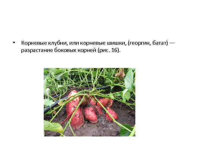  • Корневые клубни, или корневые шишки, (георгин, батат) — разрастание боковых корней (рис.