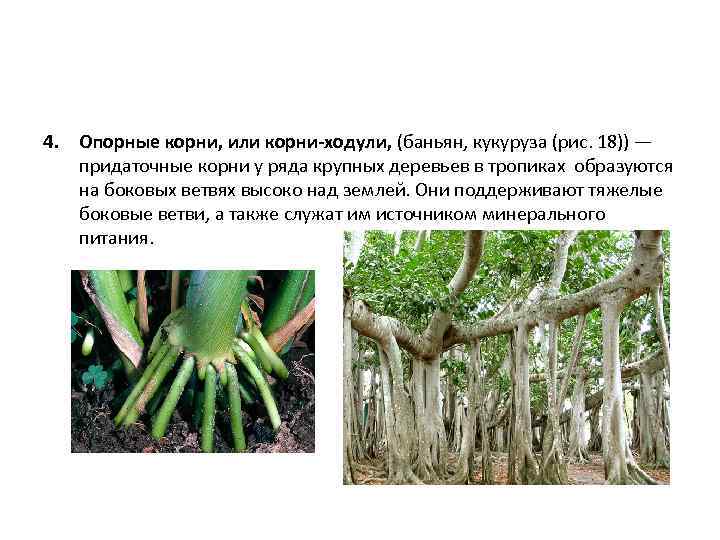 4. Опорные корни, или корни-ходули, (баньян, кукуруза (рис. 18)) — придаточные корни у ряда