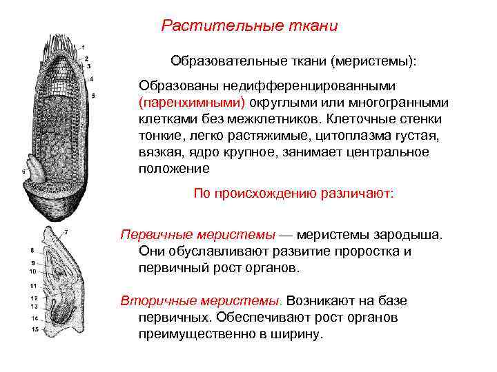 Растительные ткани Образовательные ткани (меристемы): Образованы недифференцированными (паренхимными) округлыми или многогранными клетками без межклетников.