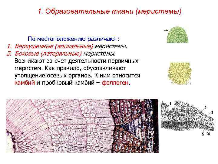1. Образовательные ткани (меристемы) По местоположению различают: 1. Верхушечные (апикальные) меристемы. 2. Боковые (латеральные)