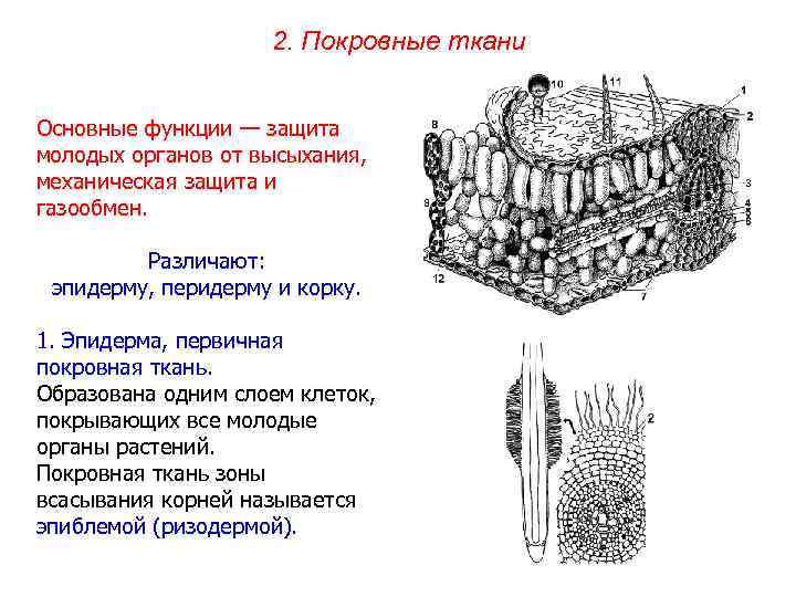 2. Покровные ткани Основные функции — защита молодых органов от высыхания, механическая защита и