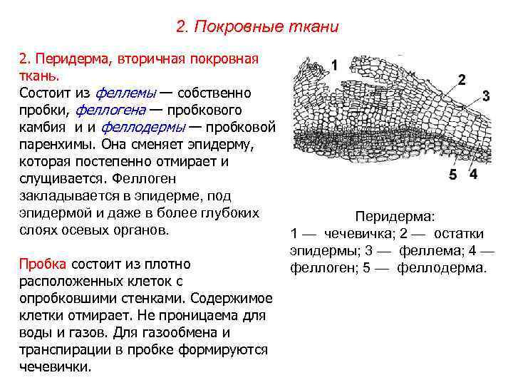 2. Покровные ткани 2. Перидерма, вторичная покровная ткань. Состоит из феллемы — собственно пробки,