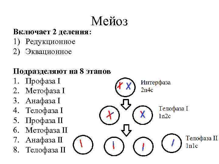 Мейоз 2 фазы. Мейоз фазы 1 редукционное. Мейоз 1 редукционное деление. Редукционное деление и эквационное деление сравните мейоза по фазам. 4 Фазы 1 мейоза.