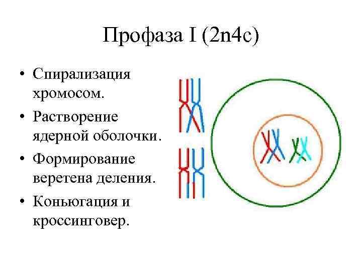 Спирализация хромосом конъюгация. Спирализация хромосом. Профаза.