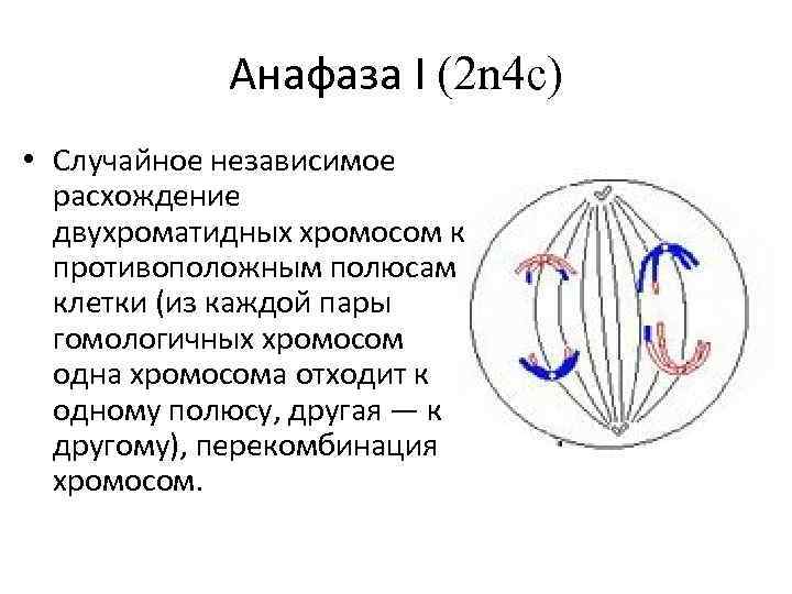 Анафаза мейоза 1 рисунок