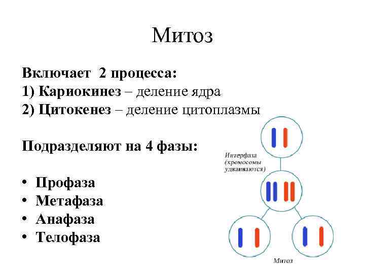 Патологический митоз схема