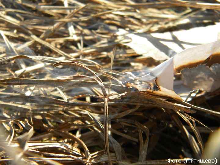 Фото (г. Ртищево) 