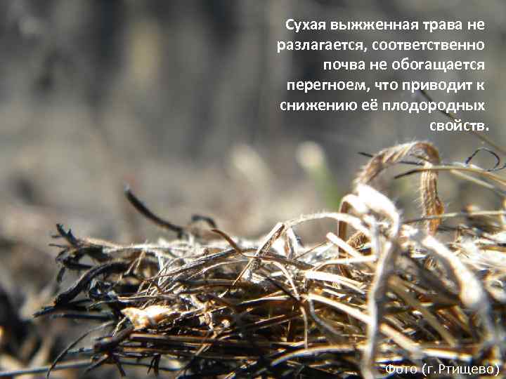 Сухая выжженная трава не разлагается, соответственно почва не обогащается перегноем, что приводит к снижению