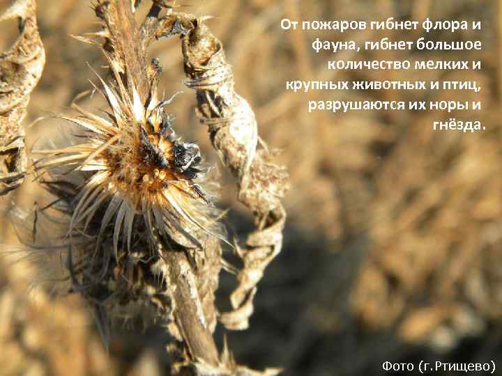 От пожаров гибнет флора и фауна, гибнет большое количество мелких и крупных животных и