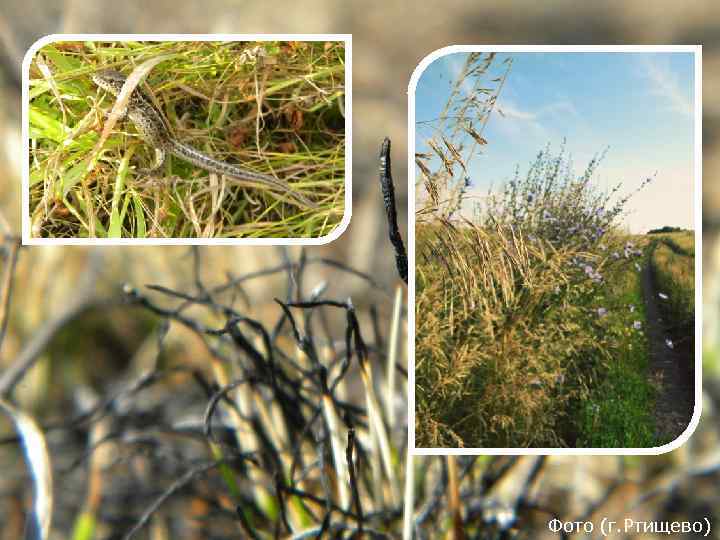 Фото (г. Ртищево) 