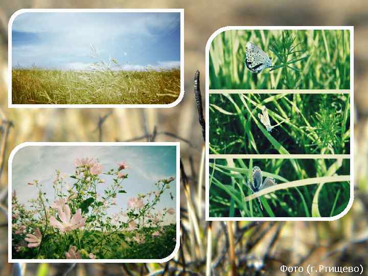 Фото (г. Ртищево) 