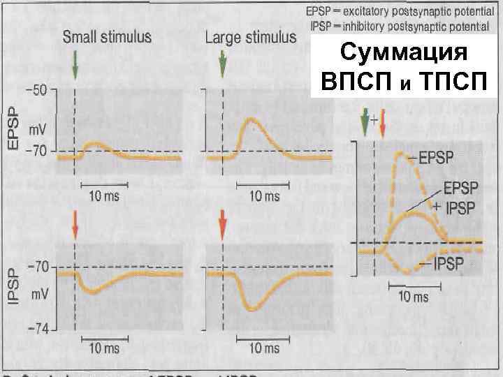 Суммация ВПСП и ТПСП 