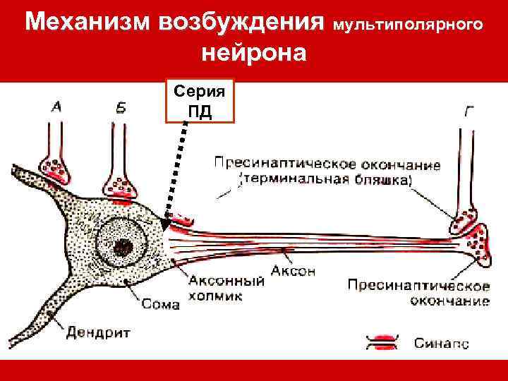 Схема строения мультиполярного нейрона