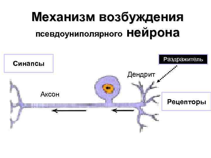 Псевдоуниполярный нейрон обозначен на рисунке буквой