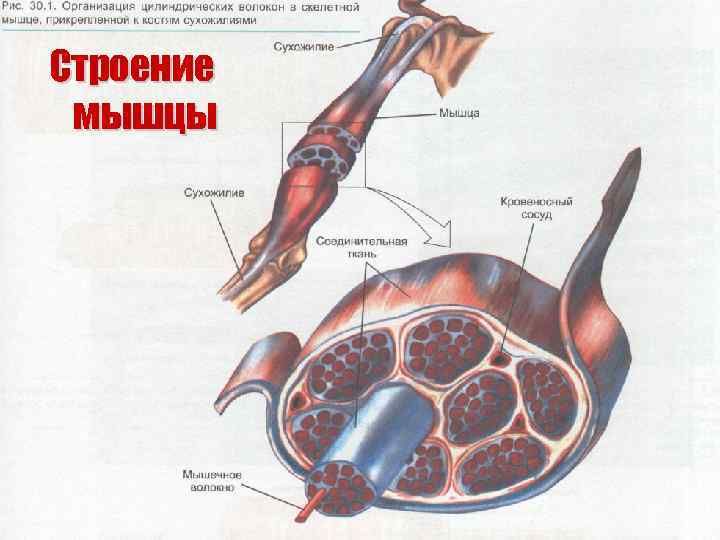 Строение мышцы 