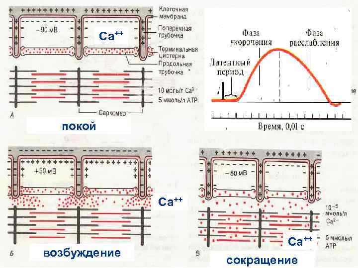 Са++ Схема электромеханического сопряжения 100 -200 мс покой Са++ возбуждение Са++ сокращение 