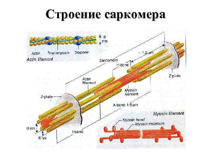 Саркомер схема строения