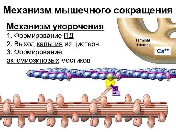 Механизм мышечного сокращения Механизм укорочения 1. Формирование ПД 2. Выход кальция из цистерн 3.