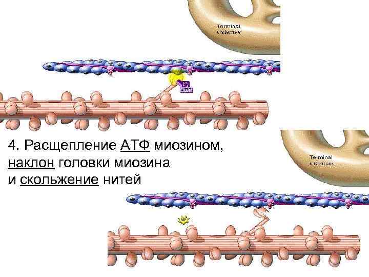 Расщепление 4 3 1