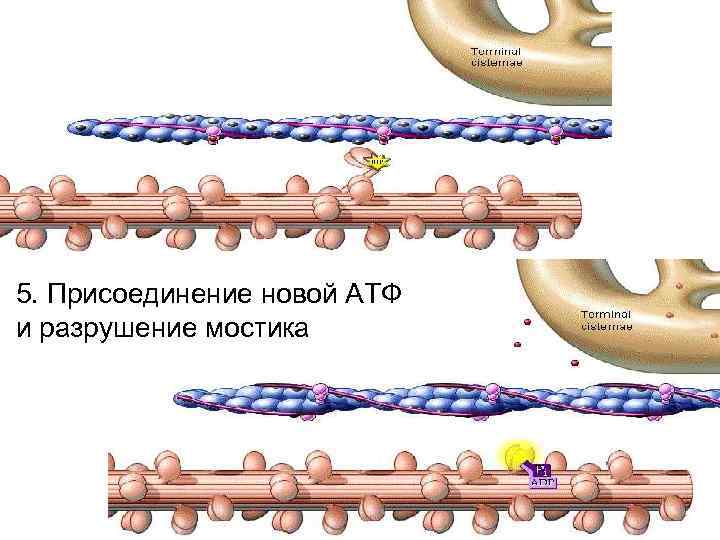 5. Присоединение новой АТФ и разрушение мостика 