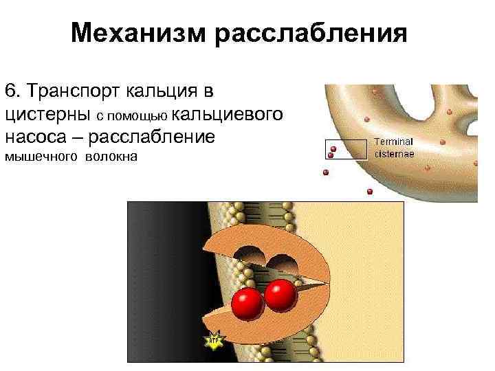 На рисунке изображена схема объясняющая механизм поддержания концентрации кальция в организме впр