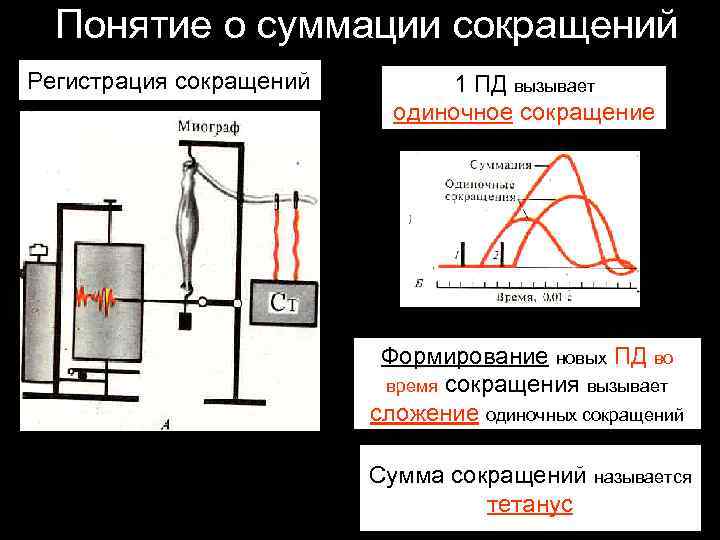 Понятие о суммации сокращений Регистрация сокращений 1 ПД вызывает одиночное сокращение Формирование новых ПД