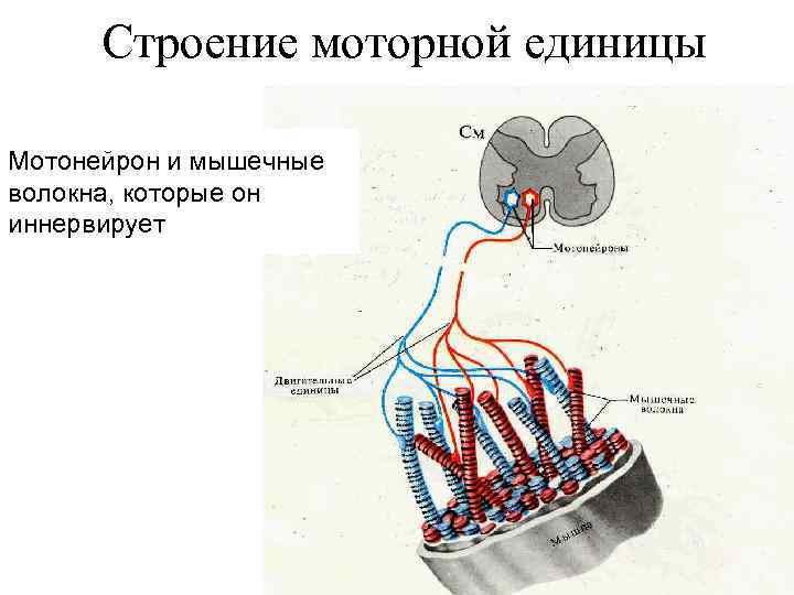 Моторная единица мышцы это