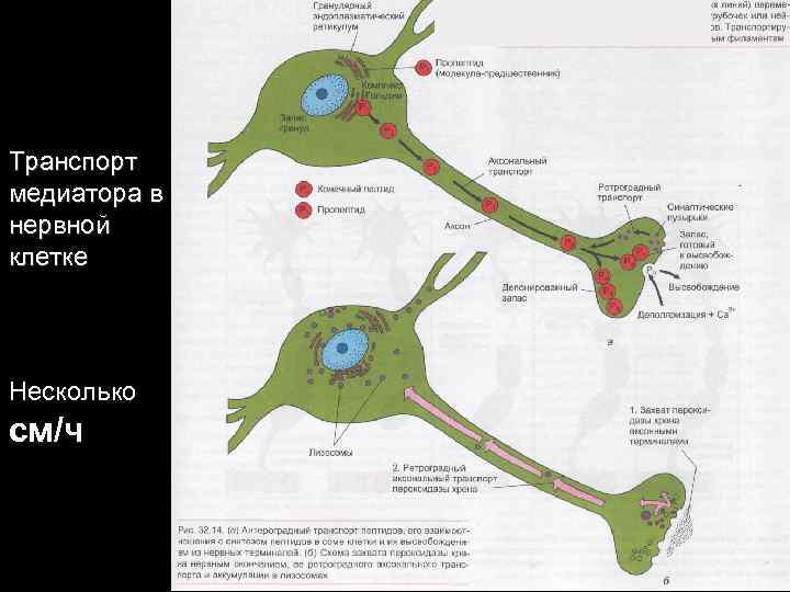 Транспорт медиатора в нервной клетке Несколько см/ч 