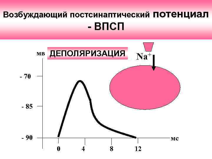 Возбуждающий постсинаптический потенциал - ВПСП мв ДЕПОЛЯРИЗАЦИЯ Na+ - 70 - 85 - 90