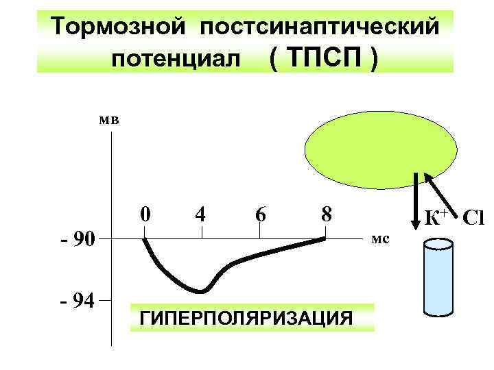 Тормозной постсинаптический потенциал ( ТПСП ) мв 0 4 6 8 - 90 -