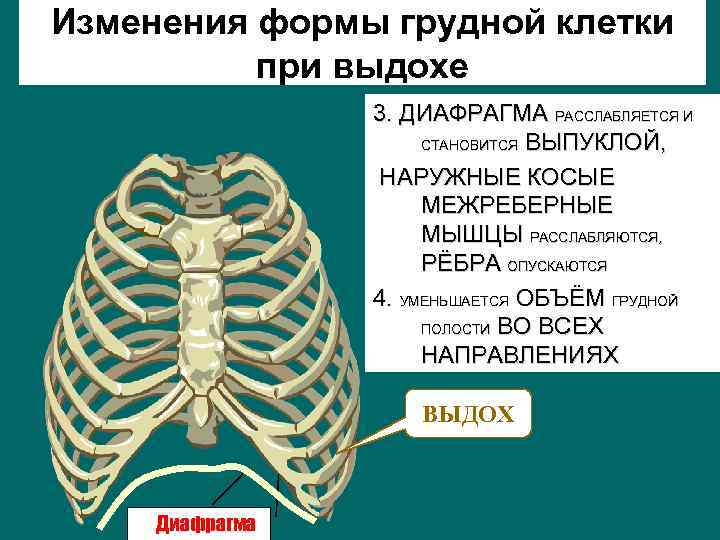 Изменения формы грудной клетки при выдохе 3. ДИАФРАГМА РАССЛАБЛЯЕТСЯ И СТАНОВИТСЯ ВЫПУКЛОЙ, НАРУЖНЫЕ КОСЫЕ