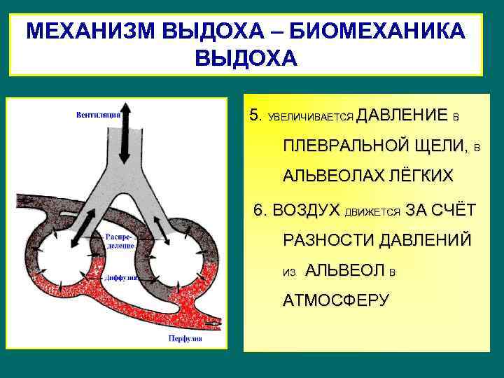 МЕХАНИЗМ ВЫДОХА – БИОМЕХАНИКА ВЫДОХА 5. УВЕЛИЧИВАЕТСЯ ДАВЛЕНИЕ В ПЛЕВРАЛЬНОЙ ЩЕЛИ, В АЛЬВЕОЛАХ ЛЁГКИХ