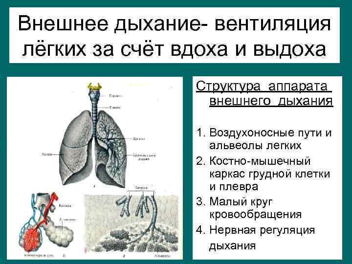 Внешнее дыхание- вентиляция лёгких за счёт вдоха и выдоха Структура аппарата внешнего дыхания 1.