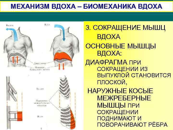 МЕХАНИЗМ ВДОХА – БИОМЕХАНИКА ВДОХА 3. СОКРАЩЕНИЕ МЫШЦ ВДОХА ОСНОВНЫЕ МЫШЦЫ ВДОХА: ДИАФРАГМА ПРИ